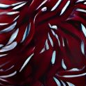 Kiefer Aquatics